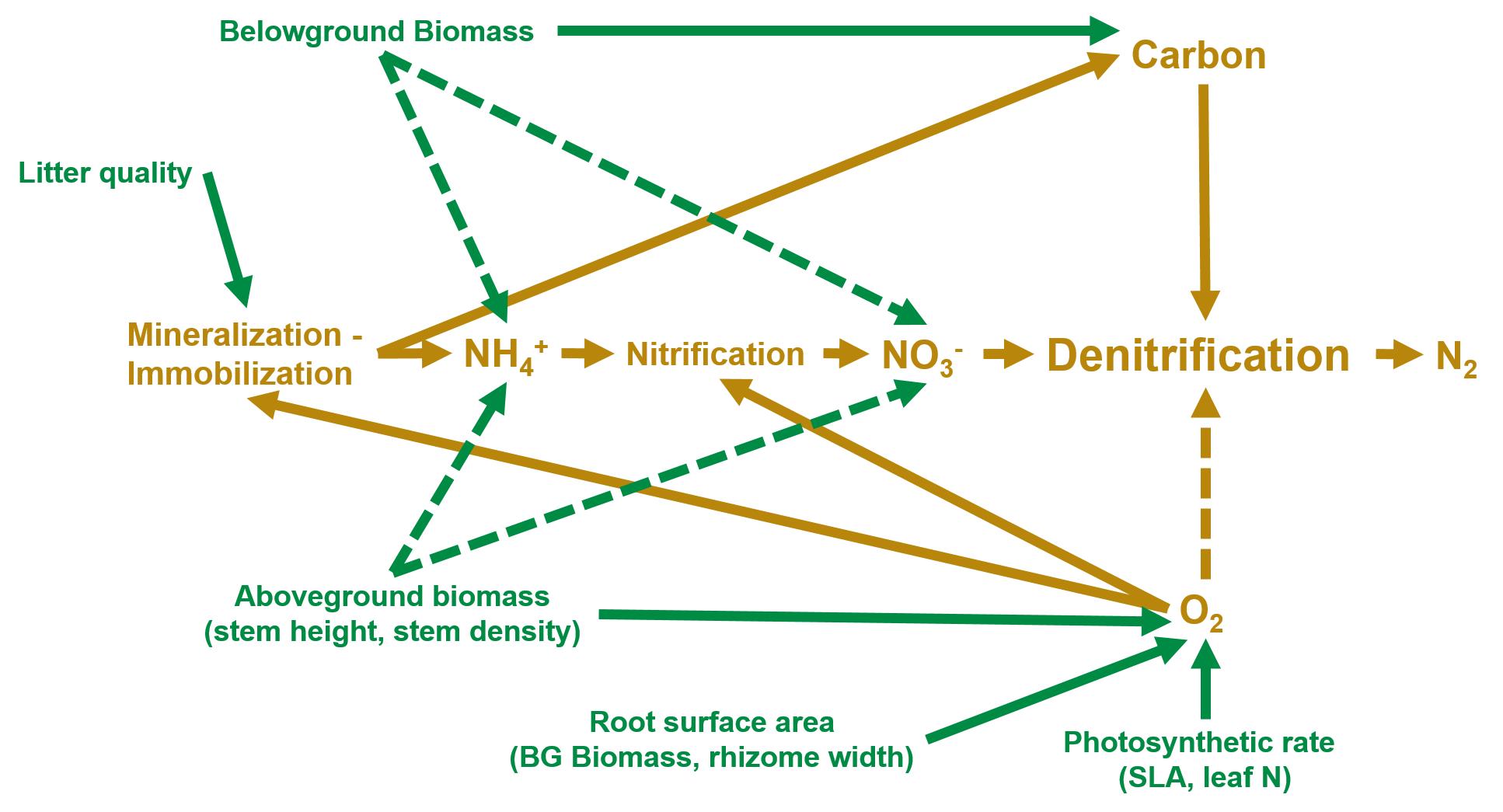 Conceptual framework used to predict the effects of wetland plants on sediment properties and processes of the nitrogen cycle.