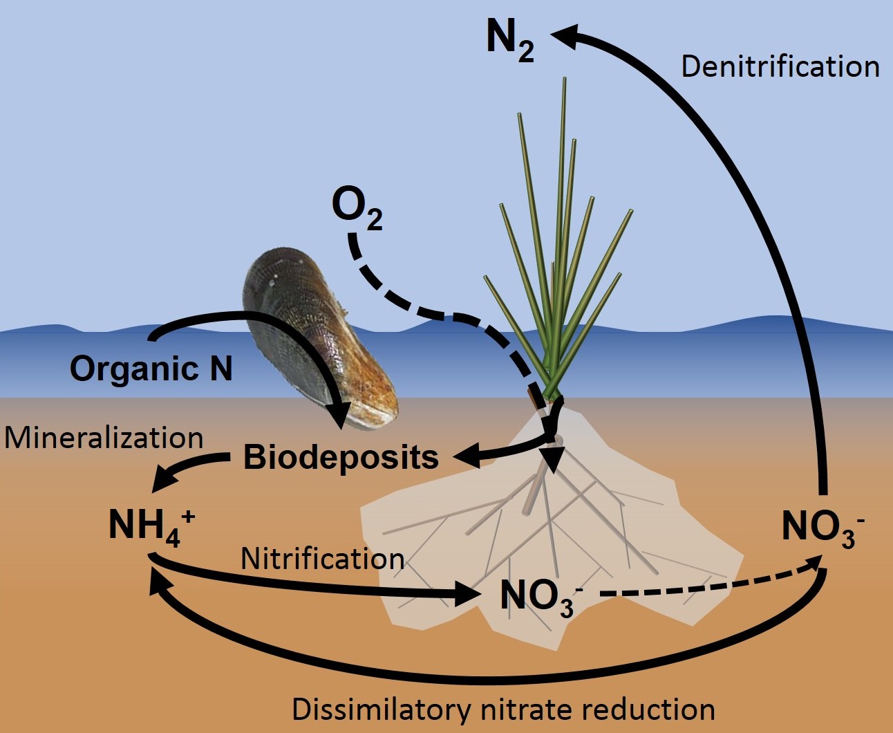 Conceptual framework used to predict the effects of the mussel-grass mutualism on processes of the nitrogen cycle.