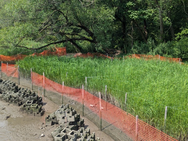 Photo of marsh restoration at Sherman Creek Living Shoreline