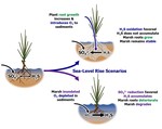 Marsh plants enhance coastal marsh resilience by changing sediment oxygen and sulfide concentrations in an urban, eutrophic estuary