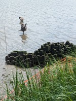 Species interactions critical to restoration success in an urban living shoreline