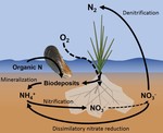 Ribbed mussels *Geukensia demissa* enhance nitrogen-removal services but not plant growth in restored eutrophic salt marshes